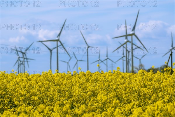 Wind turbines in the Luetetsburg wind farm behind a rape field on the North Sea coast, Hagermarsch, East Frisia, Lower Saxony, Germany, Europe