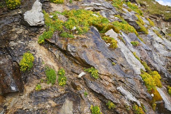 Yellow mountain saxifrage (Saxifraga aizoides) blooming in the mountains at Hochalpenstrasse, Pinzgau, Salzburg, Austria, Europe