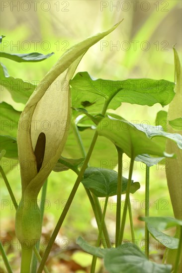 Leaves and flowers of the common arum (Arum maculatum) in the forest of the Hunsrueck-Hochwald National Park, Rhineland-Palatinate, Germany, Europe