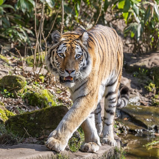 Siberian tiger (Panthera tigris altaica) runs through its territory, occurring in eastern Russia, captive, Germany, Europe