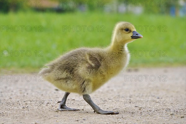 Greylag goose chicks, spring, Germany, Europe