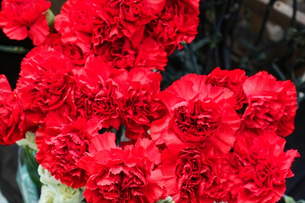 A group of bright red Carnations (Dianthus barbatus), in full bloom, flower sale, Central Station, Hamburg, Hanseatic City of Hamburg, Germany, Europe
