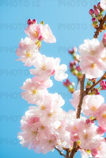 Japanese cherry (Prunus serrulata), also Oriental Cherry, East Asian Cherry or Grannen Cherry, twig of a Cherry tree with bright, delicate, pink and white flowers and flower buds in front of a clear, bright blue sky, sunny day, spring, cherry blossom, ornamental cherry, close-up, macro shot, Lower Saxony, Germany, Europe