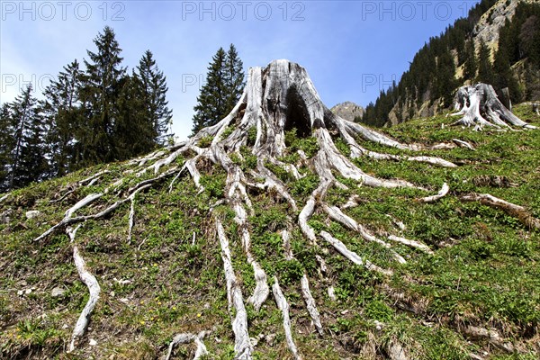 Tree stump with roots of a felled tree, Dietersbachtal, near Oberstdorf, Allgaeu Alps, Oberallgaeu, Allgaeu, Bavaria, Germany, Europe