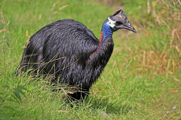 Dwarf cassowary (Casuarius bennetti), adult, running, captive, New Guinea