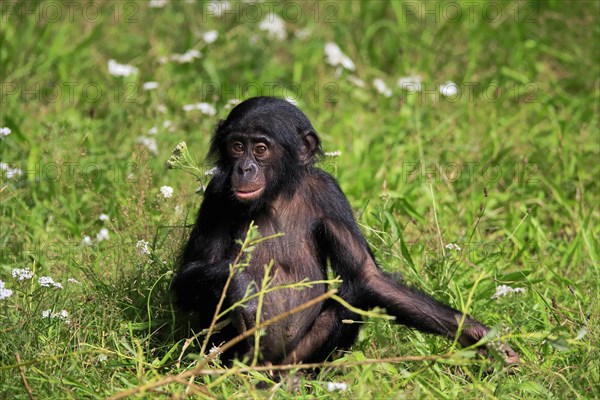 Bonobo, bonobo (Pan Paniscus), young animal, alert, sitting, meadow, Great ape, Primate, chimpanzee, captive