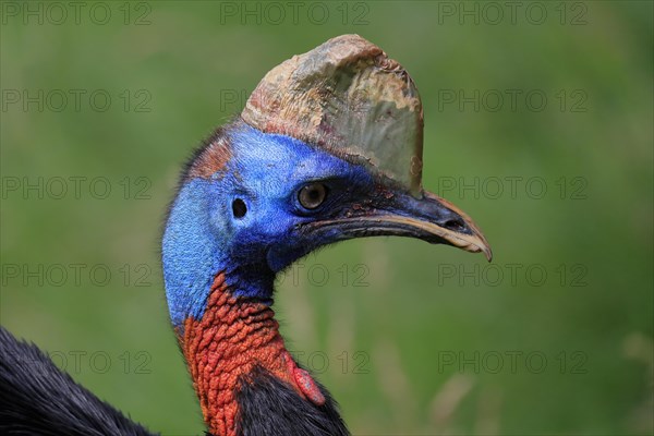 Northern cassowary (Casuarius unappendiculatus), adult, portrait, captive, Papua New Guinea, Oceania