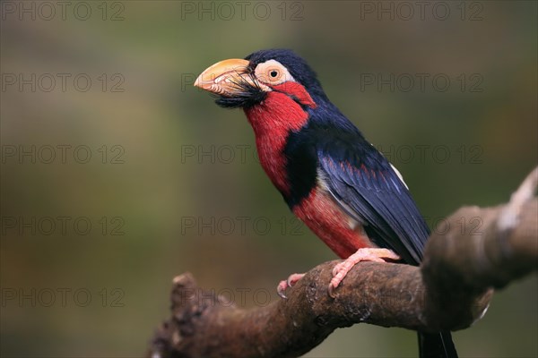 Bearded barbet, (Lybius dubius), adult, male, waiting, tree, captive