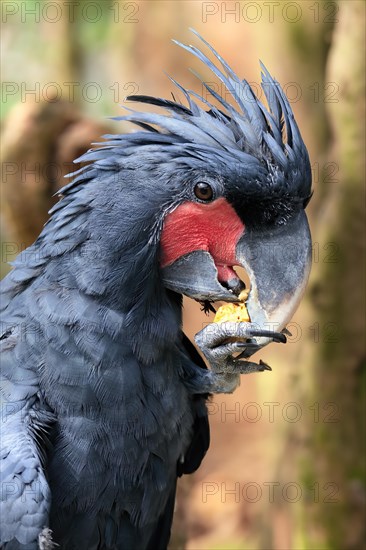Palm cockatoo (Probosciger aterrimus), adult, portrait, feeding, feeding, captive, Australia, Oceania