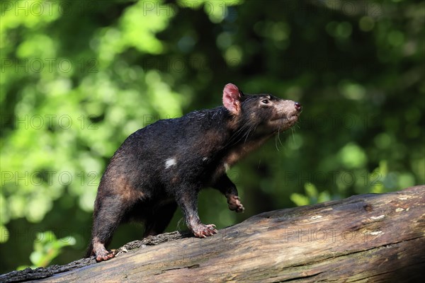 Tasmanian devil (Sarcophilus harrisii), adult, vigilant, on tree trunk, captive, Tasmania, Australia, Oceania