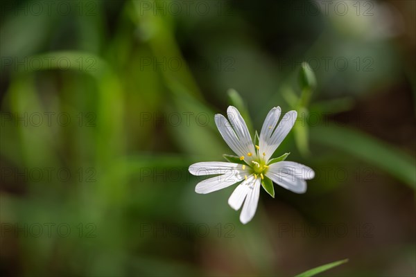 Greater stitchwort (Rabelera holostea), true stitchwort, flower in the light of the sun, Velbert, North Rhine-Westphalia, Germany, Europe