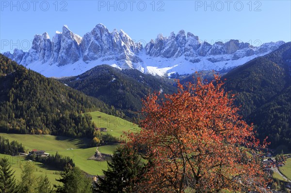 Sunny landscape with a village, autumn trees and snow-covered mountains, Italy, Trentino-Alto Adige, Alto Adige, Bolzano province, Dolomites, Santa Magdalena, St. Maddalena, Funes Valley, Odle, Puez-Geisler Nature Park in autumn, Europe