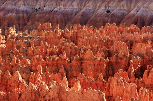 The evening sun illuminates the red rocks and creates sharp shadows, Bryce Canyon National Park, North America, USA, South-West, Utah, North America