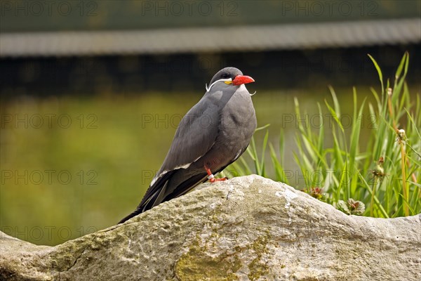 Inca Tern (Larosterna inca), endangered