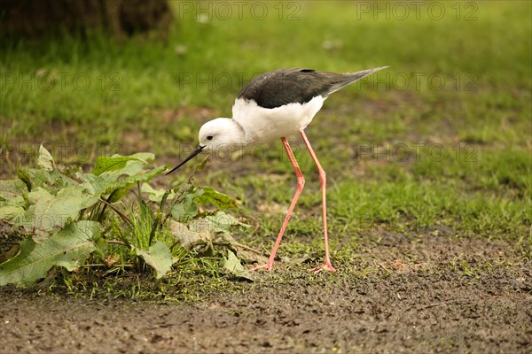 Black-winged Black-winged Stilt (Himantopus himantopus)