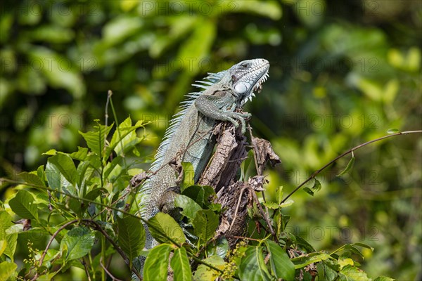 Green iguana (Iguana iguana) Pantanal Brazil