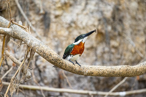 Green Kingfisher (Chloroceryle americana) Pantanal Brazil