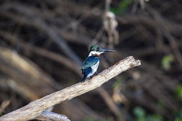 Green Kingfisher (Chloroceryle americana) Pantanal Brazil