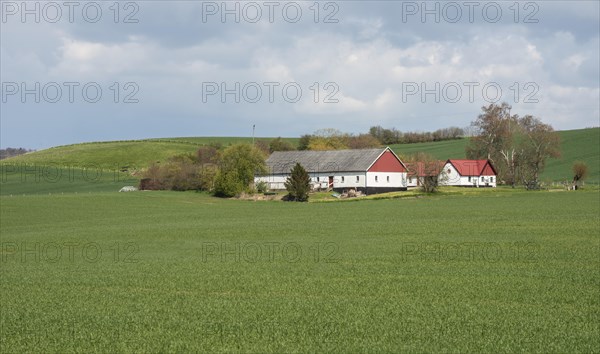 Farm surrounded by green fields in Skurup municipality, Scania, Sweden, Scandinavia, Europe