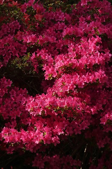 Flowering azalea, spring, Germany, Europe