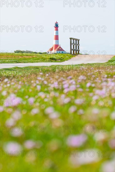 The Westerheversand lighthouse and two crouching houses stand on a terp on the Eiderstedt peninsula, in the foreground hiking trail with bridge railing, salt marshes with Sea thrift (Armeria maritima), also known as Lady's Cushion, flower of the year 2024, many delicate, purple (violet, pink) flowers and grass, endangered species, endangered species, species protection, nature conservation, Westerhever, Schleswig-Holstein, Germany, Europe