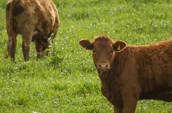 Beautiful red angus calves grazing nutritious pasture, Cambara do sul, Rio Grande do sul, Brazil, South America