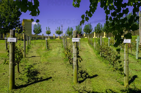 Bento Golcalves, Brasil, April 07, 2017: Luxury Winery, Vineyard of grapes in the Vale dos Vinhedos in Bento Goncalves, a gaucho wine