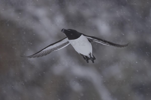Razorbill (Alca torda), in flight, in the snow, Hornoya, Hornoya, Varangerfjord, Finmark, Northern Norway