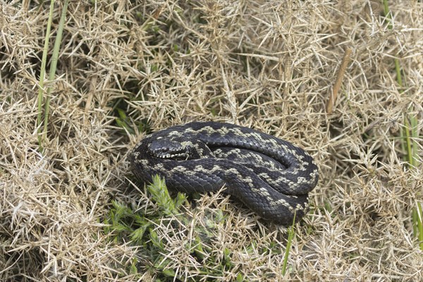 European adder (Vipera berus) adult snake basking on a gorse bush, England, United Kingdom, Europe