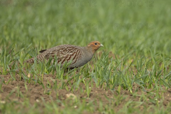 Grey or English partridge (Perdix perdix) adult bird in a farmland cereal field, England, United Kingdom, Europe