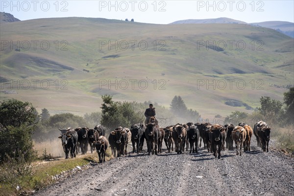 Riders driving a herd of cows on the road, Kyrgyzstan, Asia