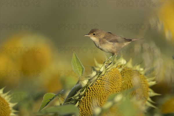 Reed warbler (Acrocephalus scirpaceus) adult bird searching for food on Sunflower seedheads, England, United Kingdom, Europe