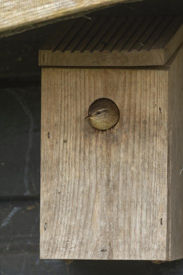 European wren (Troglodytes troglodytes) adult bird looking out from a garden nest box, England, United Kingdom, Europe