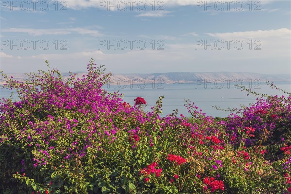 Purple and red bougainvillea flowers in garden overlooking the Sea of Galilee and the Golan Heights at The Church of the Beatitudes, Mount of Beatitudes, Sea of Galilee region, Israel, Asia