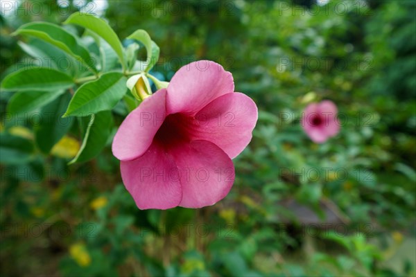 Image of beautiful pink flower in tropical garden, close-up