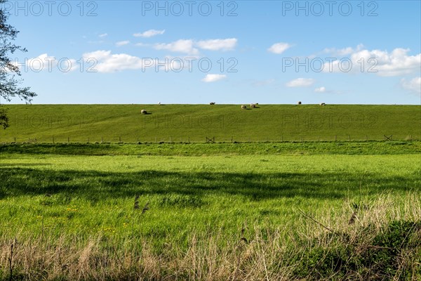 'Sheep on the dike to the Dollart, Pogum, municipality of Jemgum, district of Leer, Rheiderland, East Frisia, Lower Saxony, Germany, Europe