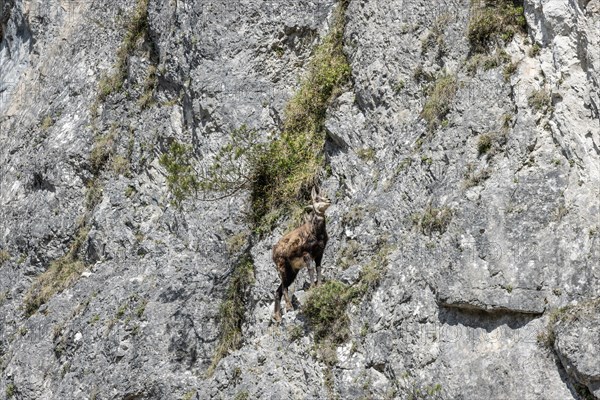 Alpine chamoises (Rupicapra rupicapra), Chamois in the rocks