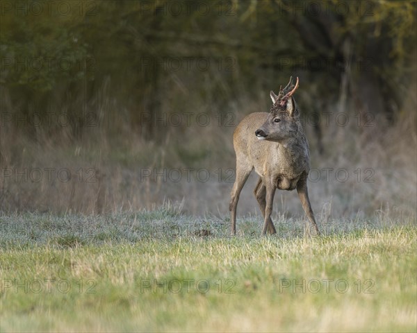 European roe deer (Capreolus capreolus), roebuck in winter coat, winter cover, one antler in the bast, one pole freshly swept still red from blood, no injury normal process, wildlife, Thuringia, Germany, Europe