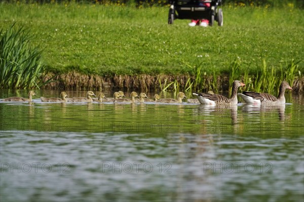 Greylag goose chicks, spring, Germany, Europe