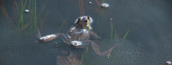 Common frog (Rana temporaria), amphibian of the year 2018, single frog swimming in a pond with fresh spawn balls during mating season, surrounded by some stalks of aquatic plants, rushes and air bubbles in a pond, rear view, butt, bottom, air bubble, farting, frog spawn, behaviour, reproduction, metamorphosis, Lueneburg Heath, Lower Saxony, Germany, Europe
