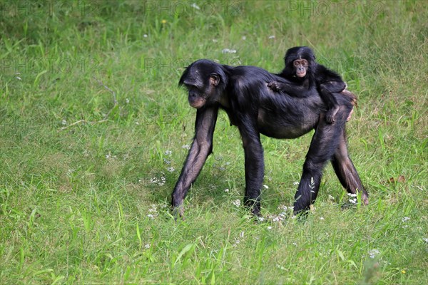 Bonobo, bonobo (Pan Paniscus), female, adult, young animal, foraging, Great ape, Primate, chimpanzee, captive