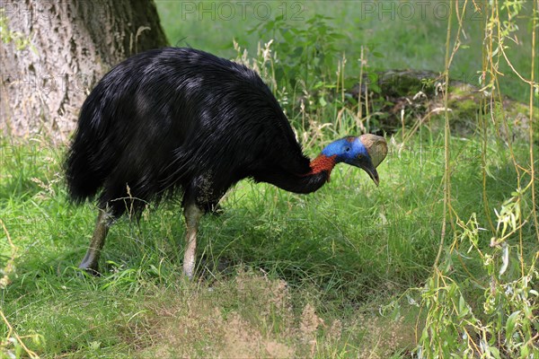 Northern cassowary (Casuarius unappendiculatus), adult, foraging, captive, Papua New Guinea, Oceania