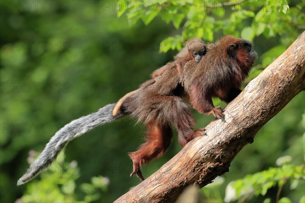 Coppery titi (Plecturocebus cupreus), adult, female, young animal, on mother's back, on tree, alert, captive, South America
