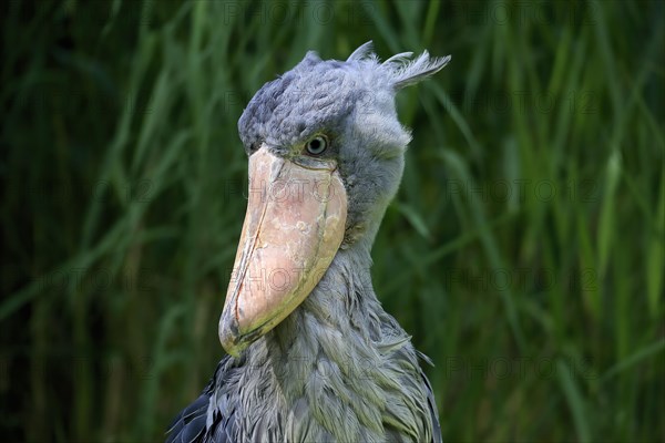 Shoebill (Balaeniceps rex), adult, portrait, captive