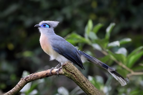 Crested coua (Coua cristata), Crested coua, adult, perch, captive, Madagascar, Africa