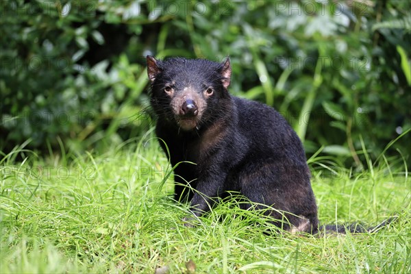 Tasmanian devil (Sarcophilus harrisii), adult, vigilant, captive, Tasmania, Australia, Oceania