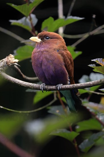 Broad-billed roller (Eurystomus glaucurus), adult, on tree, vigilant, captive