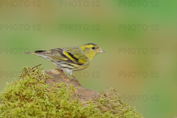 Eurasian siskin (Carduelis spinus), male sitting on a stone covered with moss, Wilnsdorf, North Rhine-Westphalia, Germany, Europe