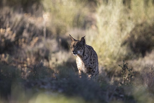 Iberian lynx young animal, Iberian lynx (Lynx pardinus), Extremadura, Castilla La Mancha, Spain, Europe