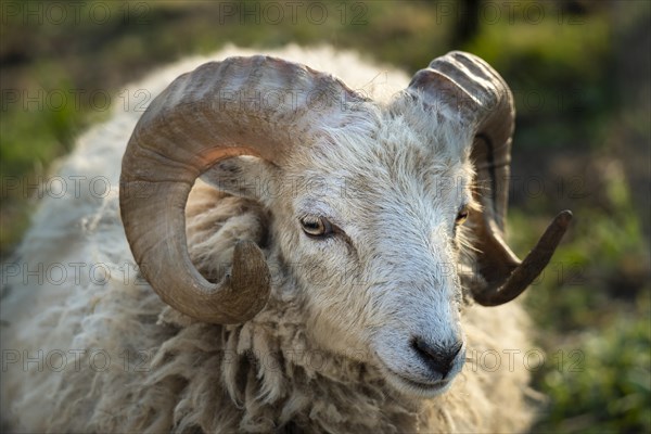 Portrait of a ram with long curved horns. Ouessant sheep (Breton dwarf sheep) . The buck is white with light brown markings